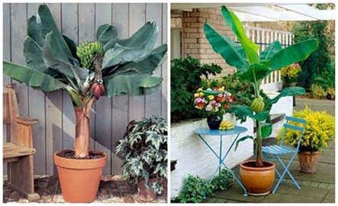 However, we can approximate how long it takes for a tree to grow by keeping a few things in mind that affect trees' growth rate. How To Grow A Banana Tree In A Pot - The Plant Guide