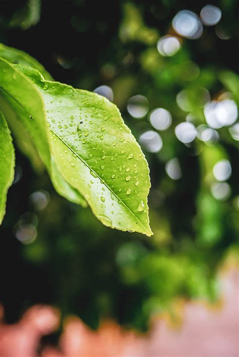 Green Leaf With Water Droplets Hd Phone Wallpaper Peakpx
