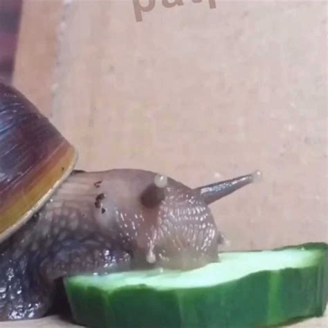 What Is The Snail Meme Discover More Interesting Animal Leech Reptile