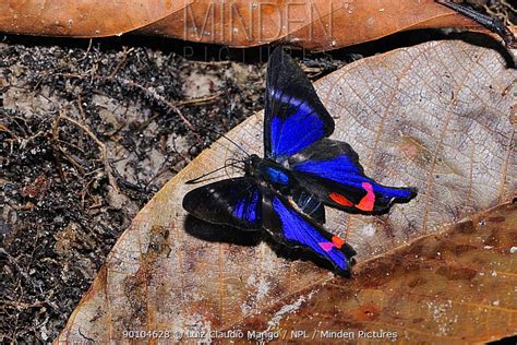 Minden Pictures Periander Metalmark Blue Doctor Butterfly Rhetus