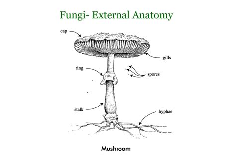 Fungi Biology In Depth