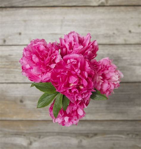 Peonies Are Officially In Season 5 Expert Ways To Arrange Them At Home