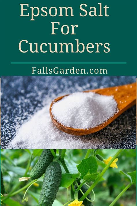 Epsom Salt For Cucumbers Backyard Vegetable Gardens Container