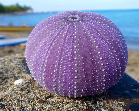 Nature Science Purple Nasa Purple Sea Urchin Purple Tomato