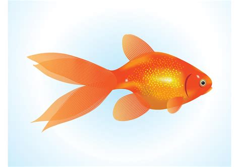 Goldfish Vector Download Free Vector Art Stock Graphics Images