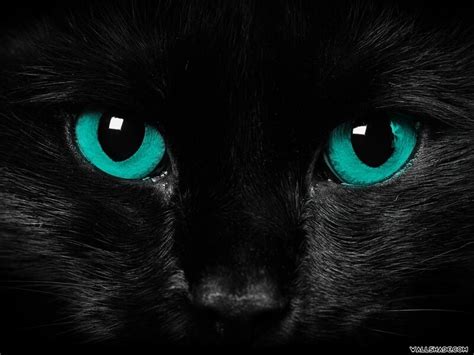 Image Scary Cat Eyes 1600x1200 Creepypasta Wiki