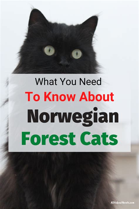 All About The Norwegian Forest Cat Incuding Personality Traits In 2020