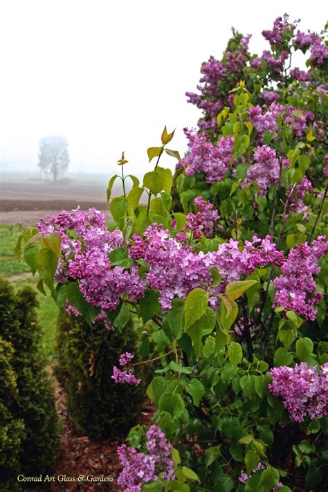 A Look At Our Lilac Season Plants Oak Lawn Seasons