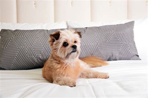 Your pets will thank you. Off-The-Leash Luxury Awaits Pooches At Las Vegas Pet ...