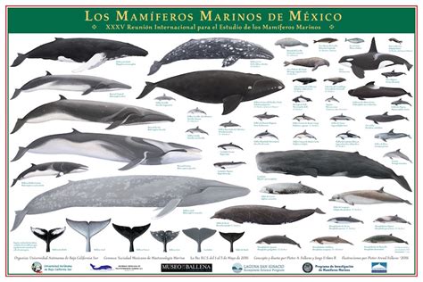 Mir ist sehr wichtig, dass ich kein massenprodukt herstelle. Meeressäuger vor Mexiko - Los Mamíferos Marinos de México ...