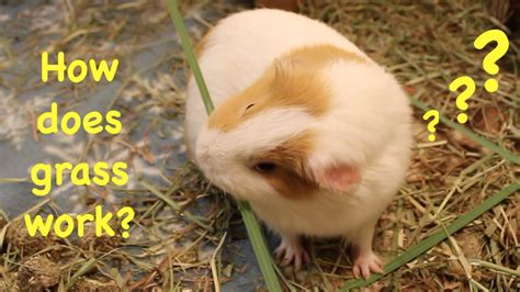Guinea Pigs Confused By Long Grass Youtube