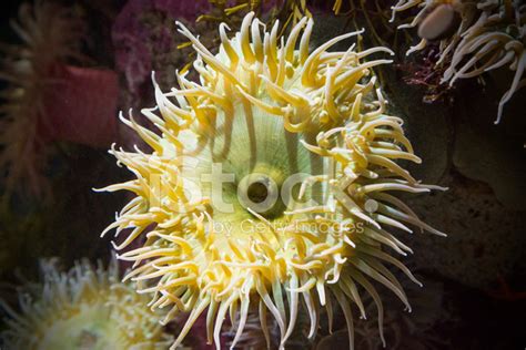 Sea Anemones Stock Photo Royalty Free Freeimages