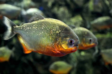Red Bellied Piranha Care Guide Diet Habitat And More
