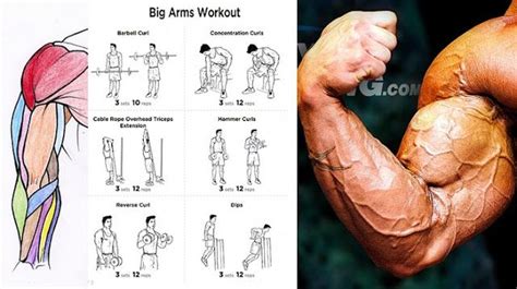 Big Arm Muscles Arm Workout Workout Biceps Workout