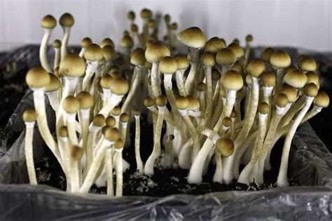 Magic Mushroom Therapy Helps Smokers Quit Where Other Methods Fail