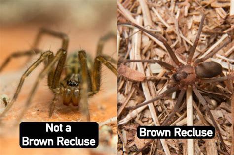 How To Identify A Brown Recluse Spider Plunketts Pest Control