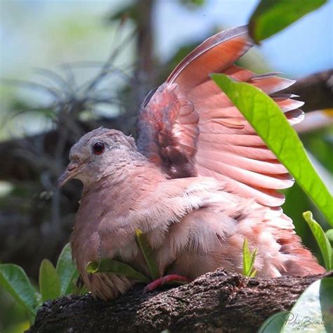 Browse photos, see new properties, get open house info, and research neighborhoods on trulia. Columbina talpacoti - Tortolita 🐦 Su vuelo es rápido y ...