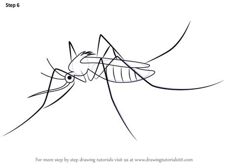 How To Draw A Mosquito Insects Step By Step
