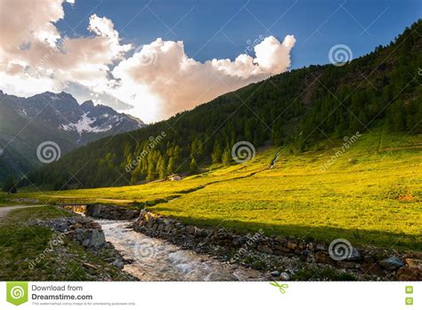 Stream Flowing Through Blooming Alpine Meadow Stock Image Image Of
