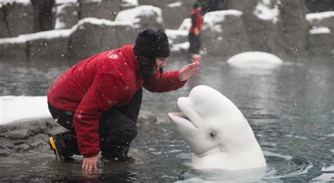 Welfare Group Wants Immediate Action Following Vancouver Beluga Deaths