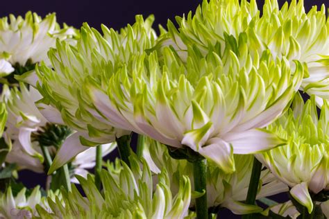 Green Chrysanthemums A Bunch Of Green Chrysanthemum From T Flickr