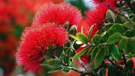 Department of agriculture plant hardiness zone. Pohutukawa and rata: How to grow New Zealand's Christmas ...