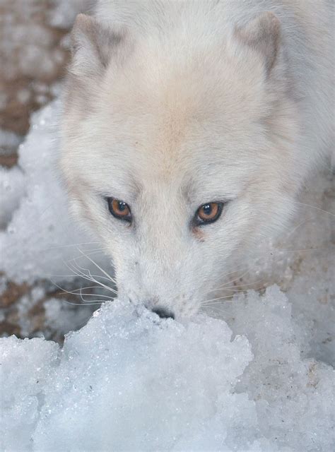 Snow White ༺ Magical Winter ༻ Animals Arctic Fox Cute Animals