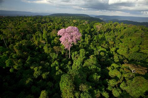 Parauapebas PA De Agosto De Imagens Da Floresta Nacional De Carajas FOTO JOAO MARCOS