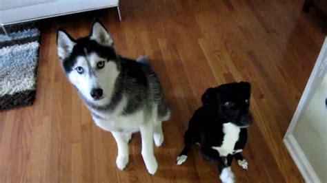 Mishka The Husky And Her Sister Moki Do Tricks Youtube