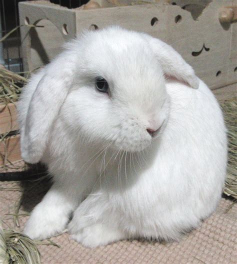 Holland Lop Blue Eyed White Rabbit Usa