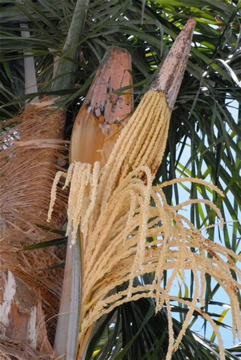 Gliocladium Blight And Gliocladium Trunk Rot Symptoms Of Palm