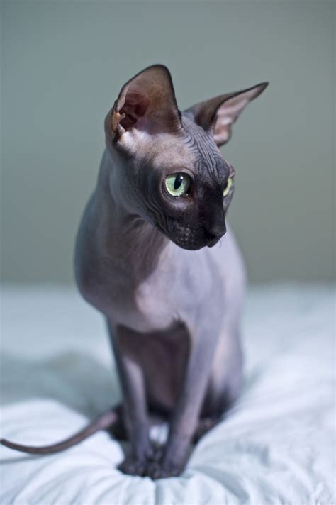 How Much Does A Sphynx Cat Cost In Canada Catsinfo