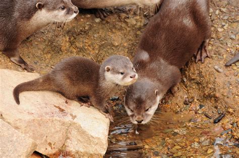 24 Adorable Photos Of Baby Otters Thatll Make Your Day Better Baby