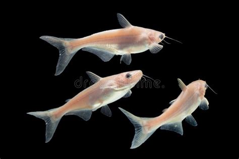 Albino Catfish Pangasius Hypophthalmus On Black Stock Image Image Of