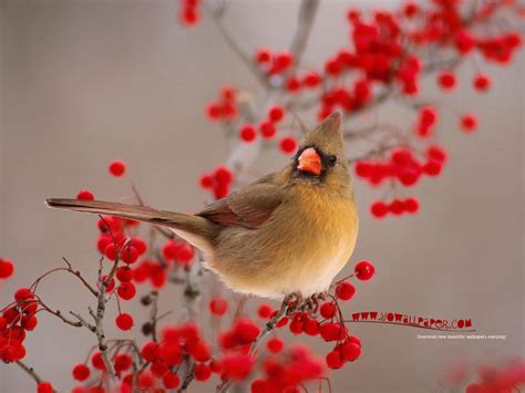 Funny Image Collection Bird Wallpapers National Geographic