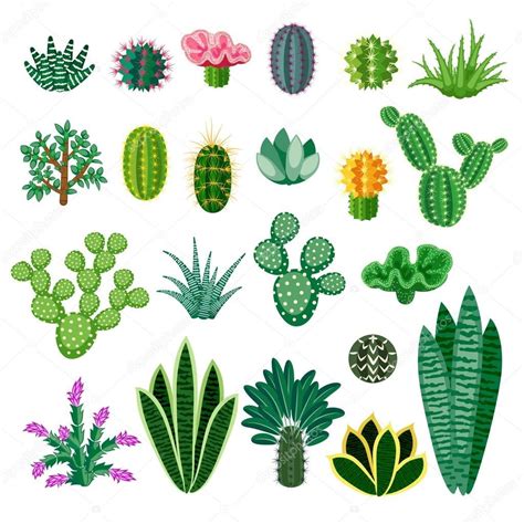 Cactus Y Suculentas Plantas De Interior Aisladas Sobre Fondo Blanco