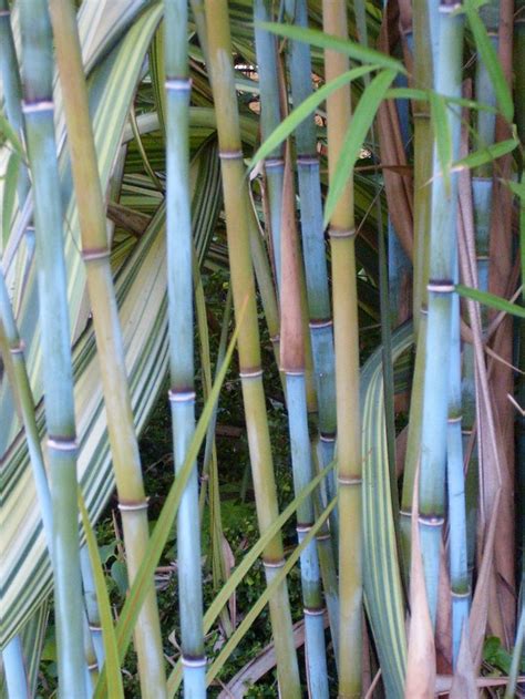 Himalayan Blue Bamboo Bamboo Garden Bamboo Species Bamboo Plants