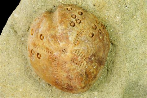 98 Sea Urchin Lovenia Fossil On Sandstone Beaumaris Australia For Sale 144388