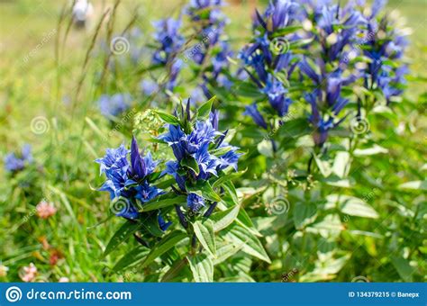 Detail Of A Mountain Meadow Stock Image Image Of Travel Herbal