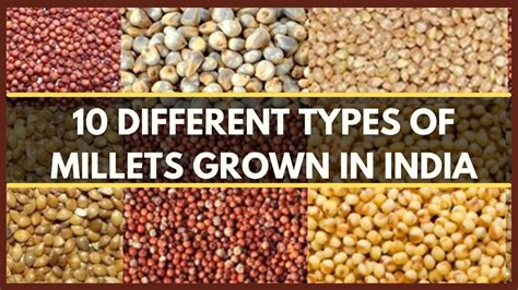 10 Different Types Of Millets Grown In India Millet Varieties Youtube