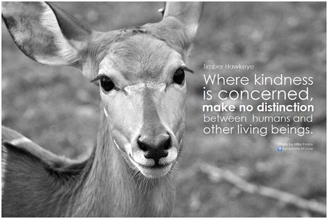 Now that i am old, i admire kind people. Quotes about Kindness To Animals (33 quotes)