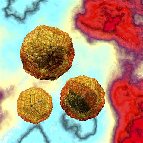 Zika Virus Particles Illustration Stock Image C0288651 Science Photo Library
