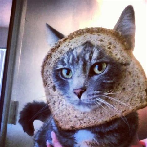 Robservations The Blog Of Robert Booth Cat Breading Planking And
