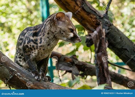 Spotted Genetta On A Branch Stock Image Image Of Genet Long 90601633