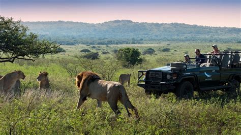 5 Best Eco Friendly Safari Adventures In South Africa Travel Insider