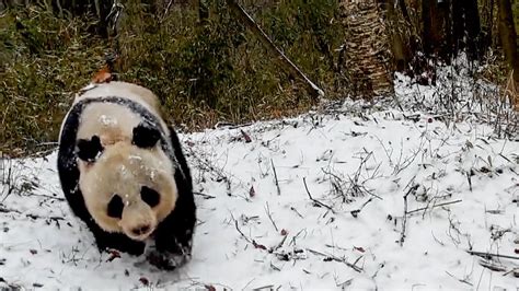 Infrared Cameras Filmed Wild Pandas Strolling In Snow Capped Forest Cgtn