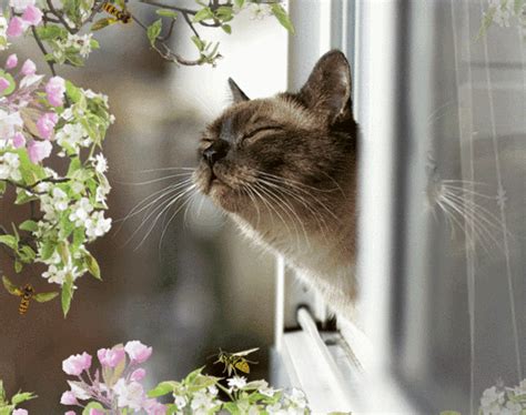 cat with flowers cat meme stock pictures and photos