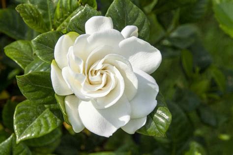 A Garden Of Gardenias Unraveling Their Timeless Symbolism And Use