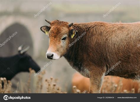 Cows In The Mountains Of The Caucasus Stock Photo By ©erstudio 262968434
