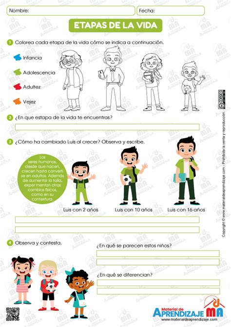 Ficha De Etapas Del Desarrollo Humano Para Segundo Primaria Cloud Hot